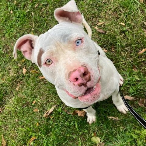 Pluto, a Adoptable Pit Bull Terrier in Geneseo, IL image 4/4