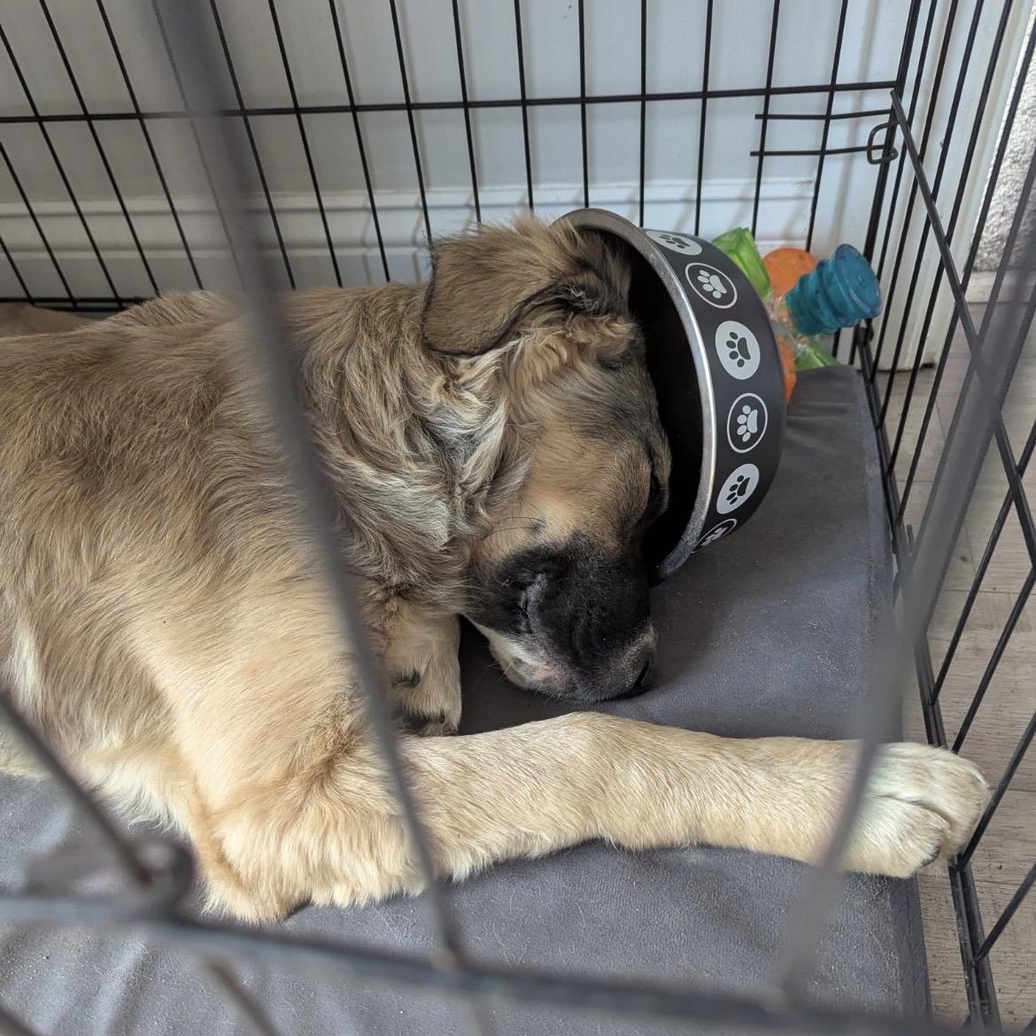 Enlarge Waffles, a ADOPTABLE mixed breed in South Plainfield, NJ image 5/6