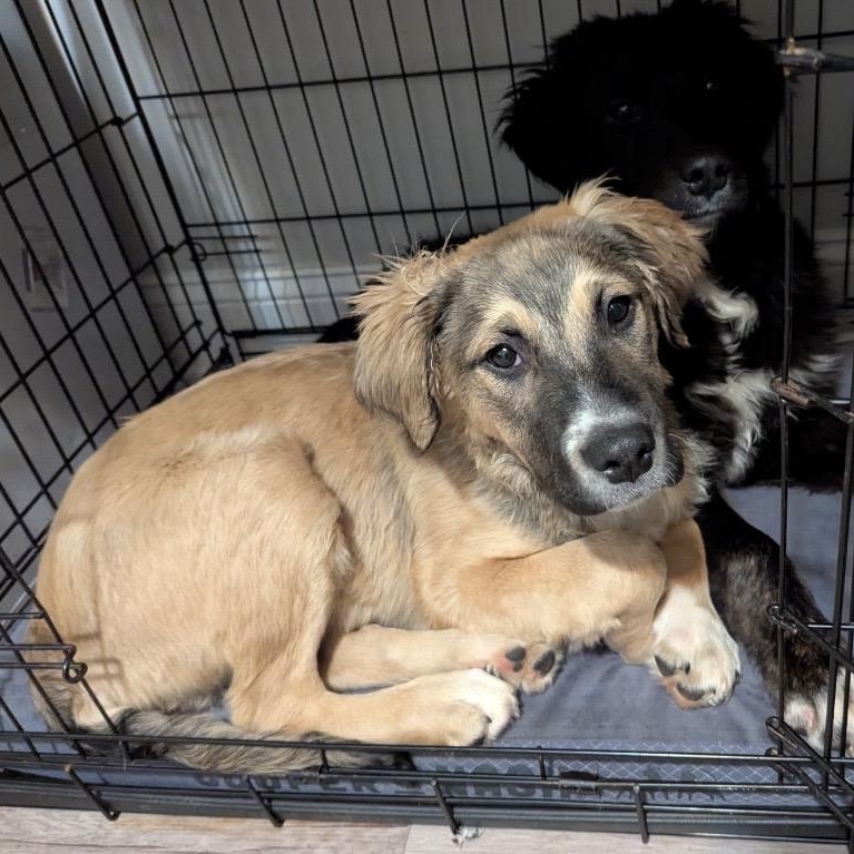 Enlarge Waffles, a ADOPTABLE mixed breed in South Plainfield, NJ image 2/6