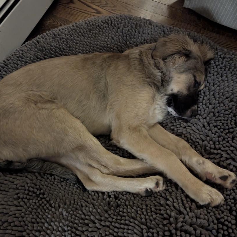 Enlarge Waffles, a ADOPTABLE mixed breed in South Plainfield, NJ image 6/6