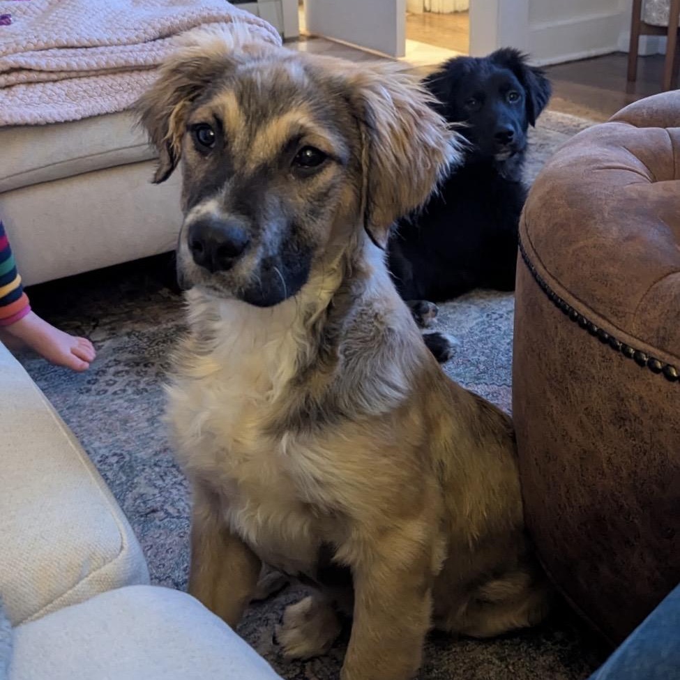 Enlarge Waffles, a ADOPTABLE mixed breed in South Plainfield, NJ image 4/6