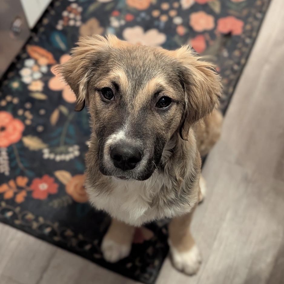 Waffles, ADOPTABLE, Puppy Male Great Pyrenees & Shepherd.
