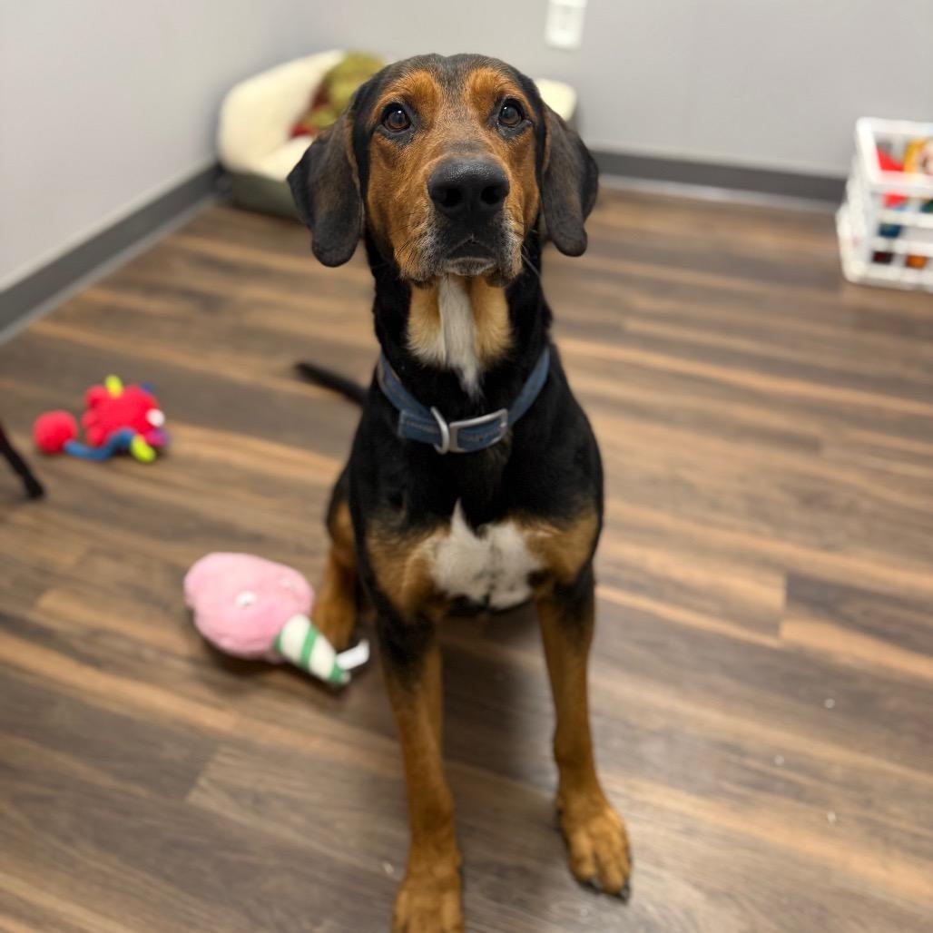 Enlarge Jake, a Adoptable Mixed Breed in Jeffersonville, IN image 1/6