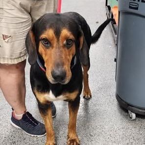 Enlarge Jake, a Adoptable Mixed Breed in Jeffersonville, IN image 2/2