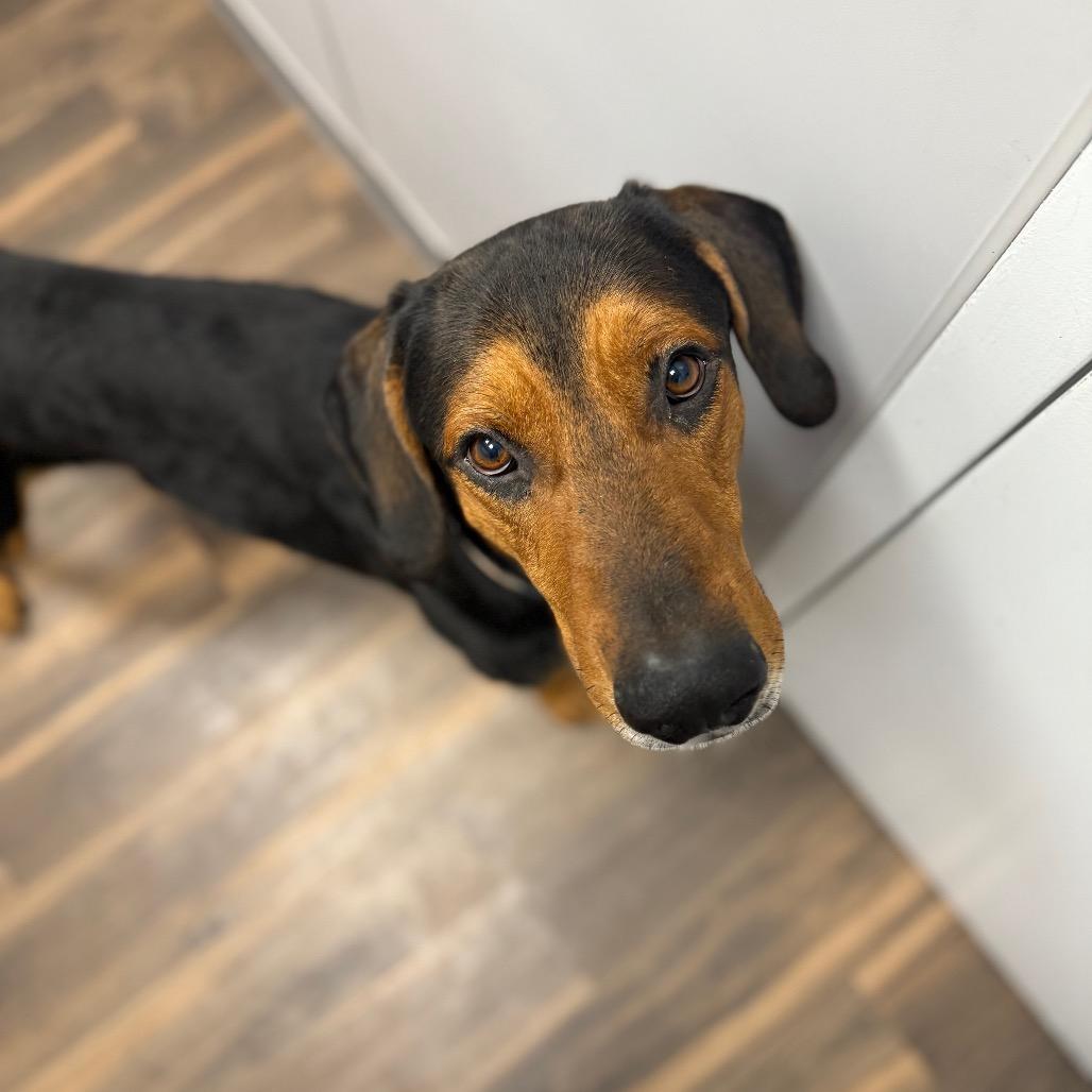 Enlarge Jake, a Adoptable Mixed Breed in Jeffersonville, IN image 4/6