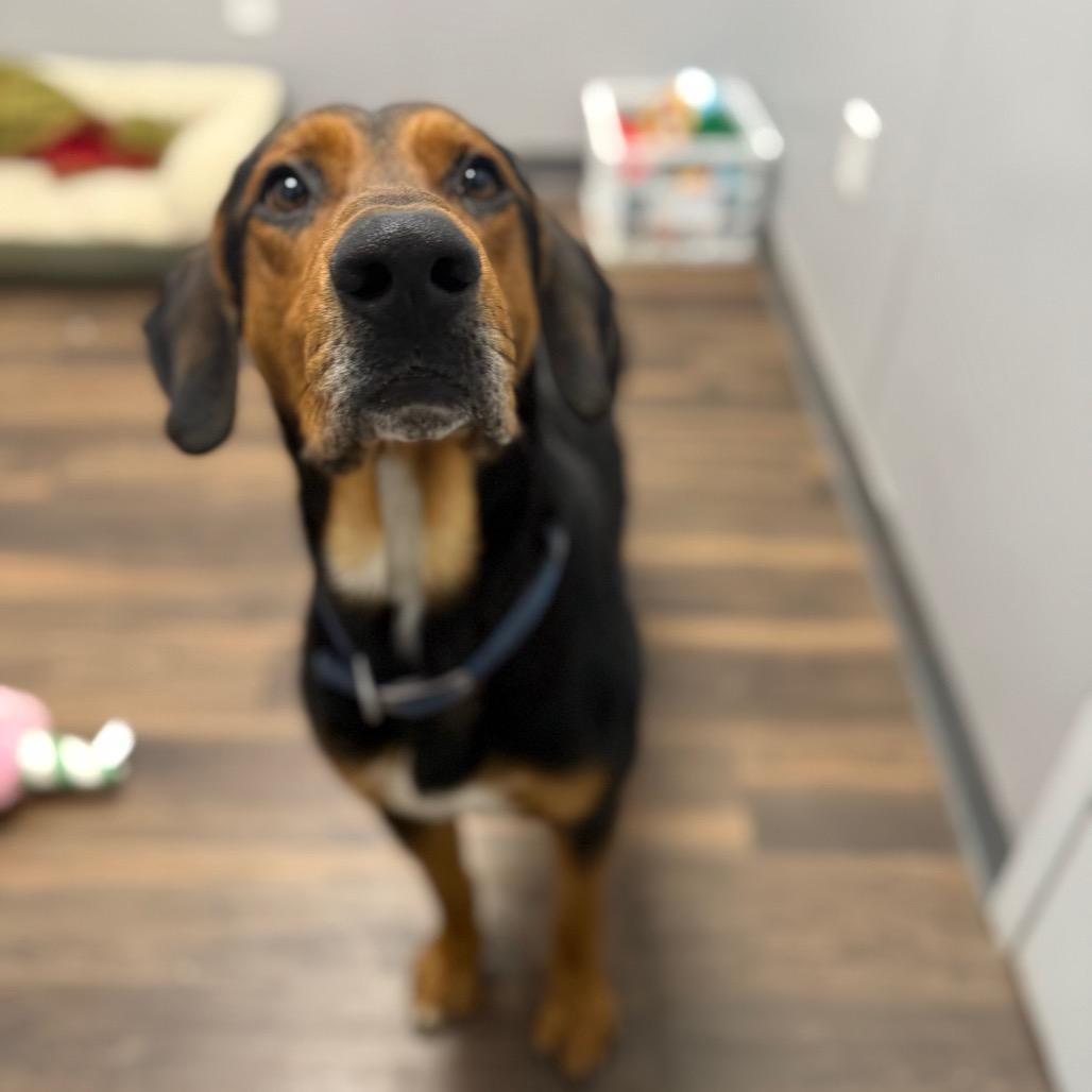 Enlarge Jake, a Adoptable Mixed Breed in Jeffersonville, IN image 5/6