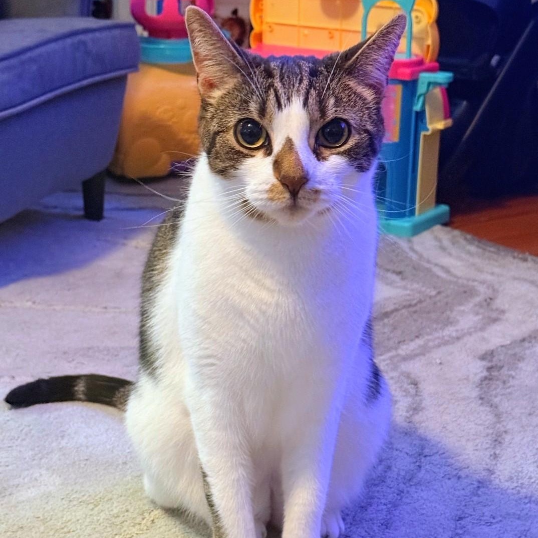 Enlarge Potato, a ADOPTABLE American Shorthair in Staten Island, NY image 3/4