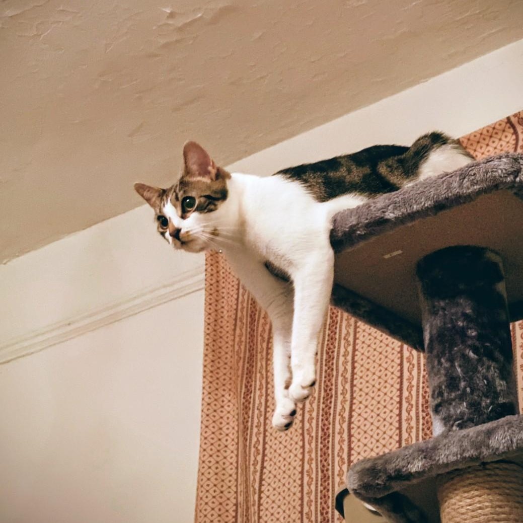 Enlarge Potato, a ADOPTABLE American Shorthair in Staten Island, NY image 4/4