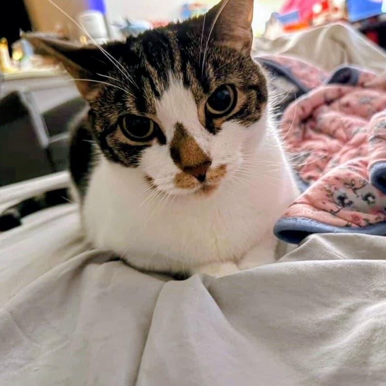 Potato, ADOPTABLE, Adult Female American Shorthair.