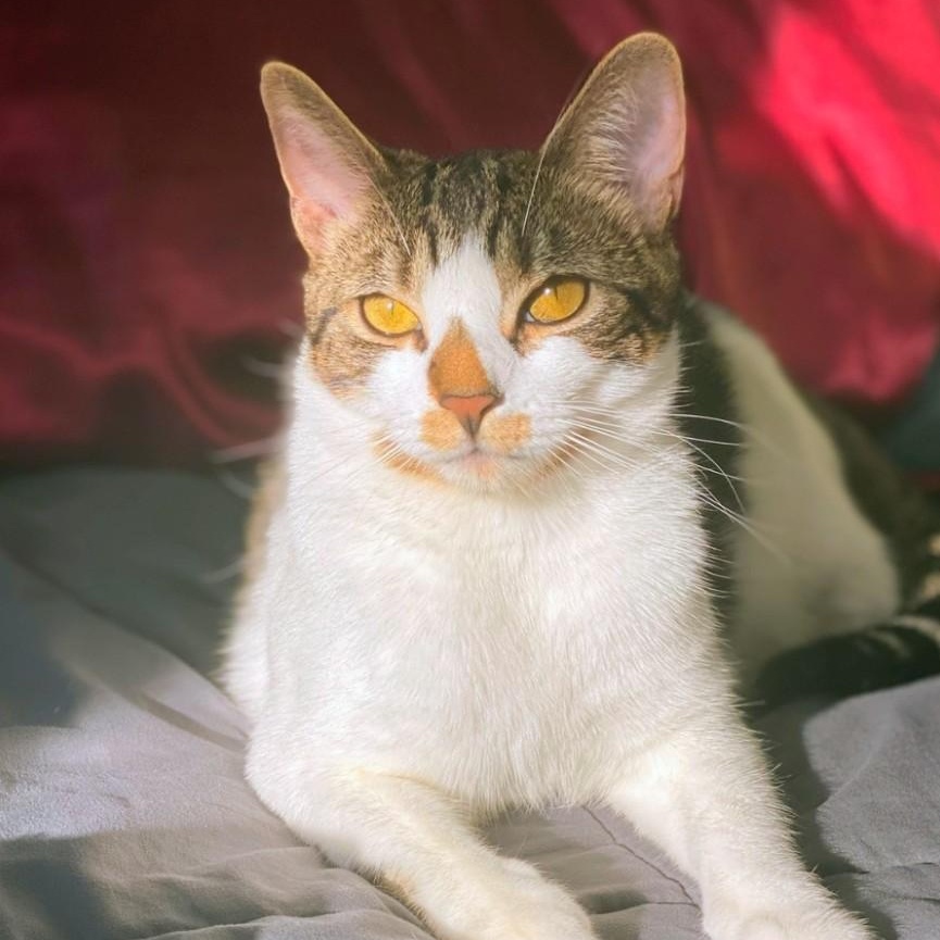 Enlarge Potato, a ADOPTABLE American Shorthair in Staten Island, NY image 2/4