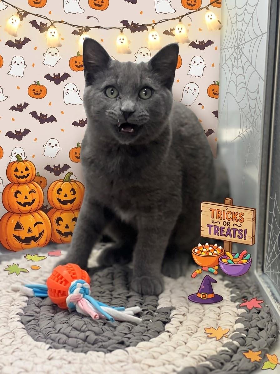 Enlarge Bear / 61837916, a Adopted Domestic Short Hair in Elko, NV image 1/2