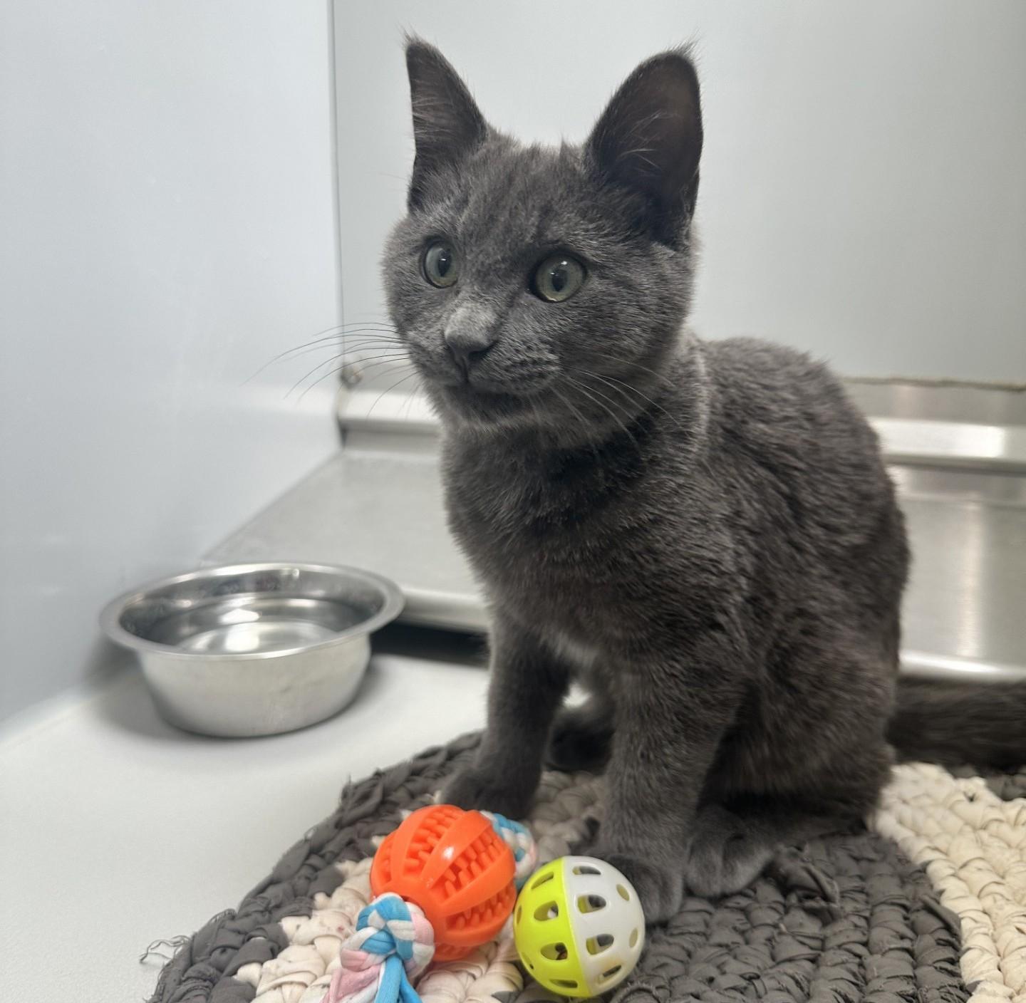 Enlarge Bear / 61837916, a Adopted Domestic Short Hair in Elko, NV image 2/2