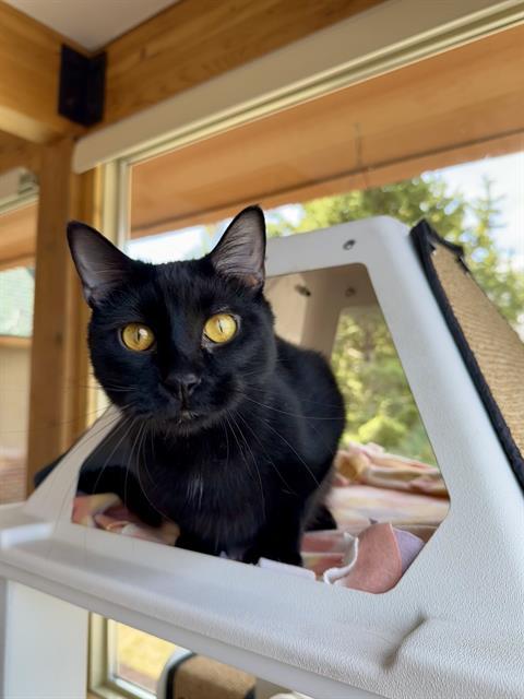 MACAROON, Adoptable, Young Male Bombay.