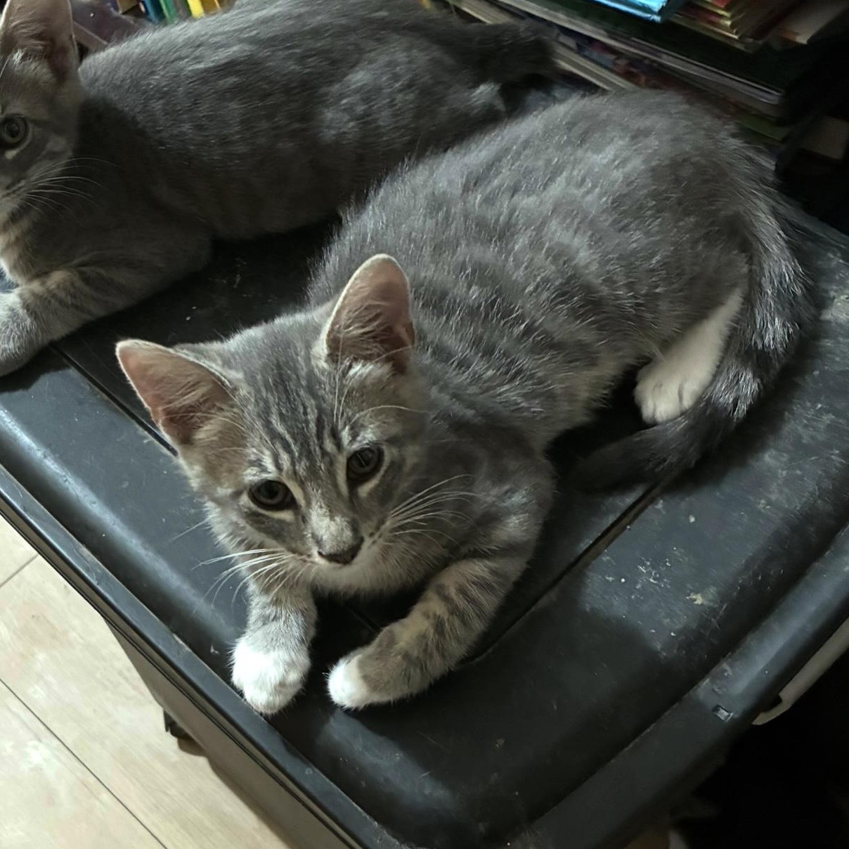 Albert, Adoptable, Young Male Domestic Short Hair.