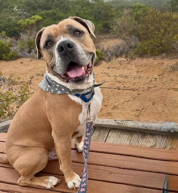 Enlarge TYSON, a Adoptable Pit Bull Terrier in San Luis Obispo, CA image 1/1