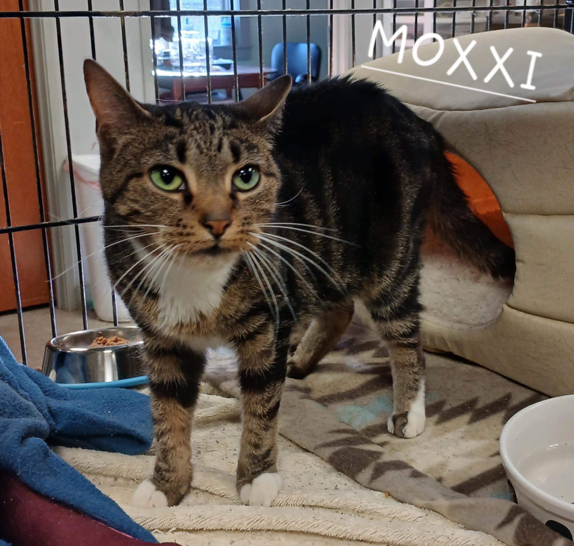 Moxxi, Adult Female unknown