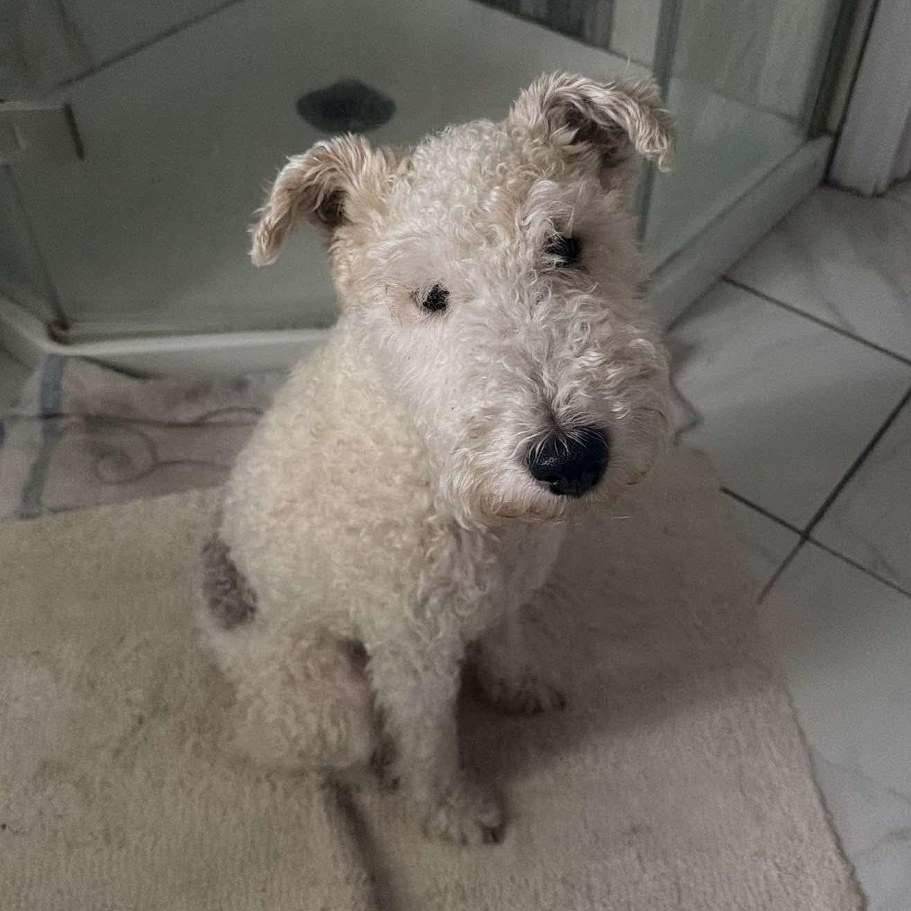 Max, Adoptable, Adult Male Wire Fox Terrier.