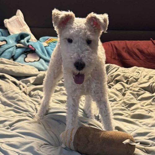 Max, Adoptable, Adult Male Wire Fox Terrier.