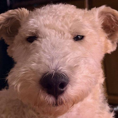 Enlarge Max, a Adoptable Wire Fox Terrier in Verona, NJ image 3/4