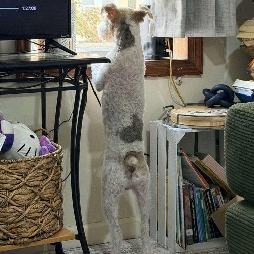 Enlarge Max, a Adoptable Wire Fox Terrier in Verona, NJ image 4/4