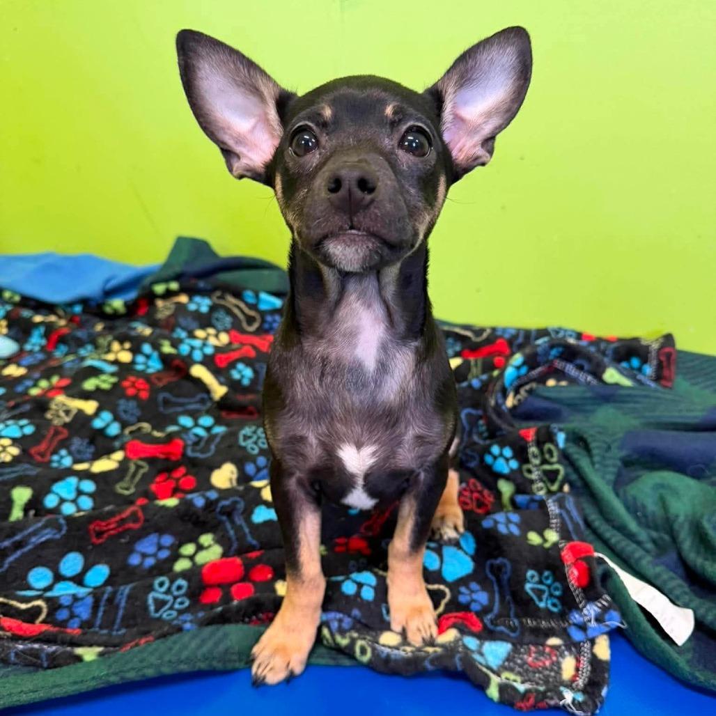 Gummy, Adoptable, Puppy Male Chihuahua & Dachshund.