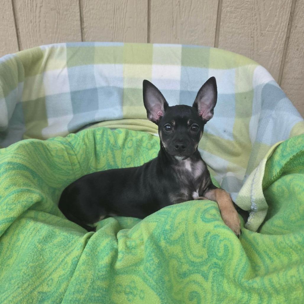 Gummy, a Adoptable mixed breed in Jackson, MO image 2/3