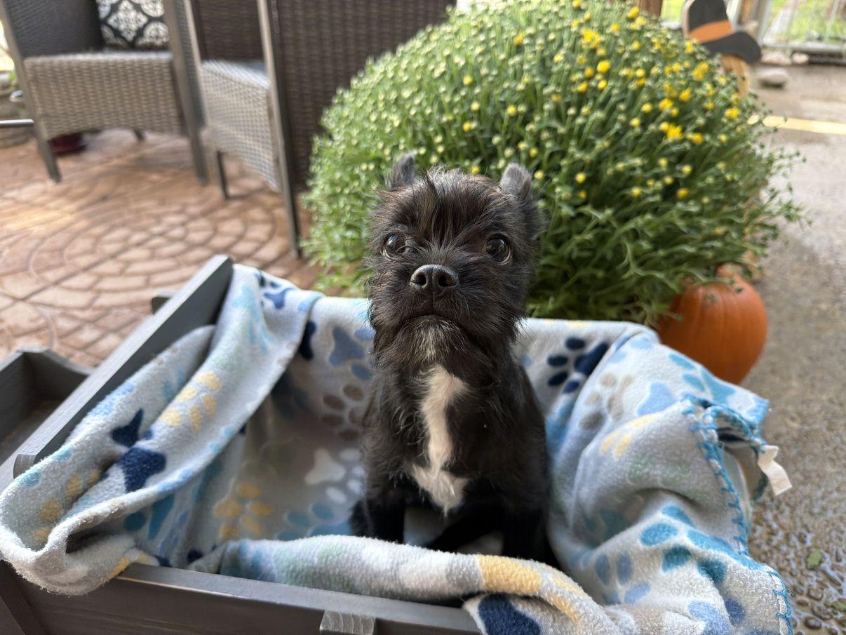 Lucia, Adopted, Puppy Female Terrier.
