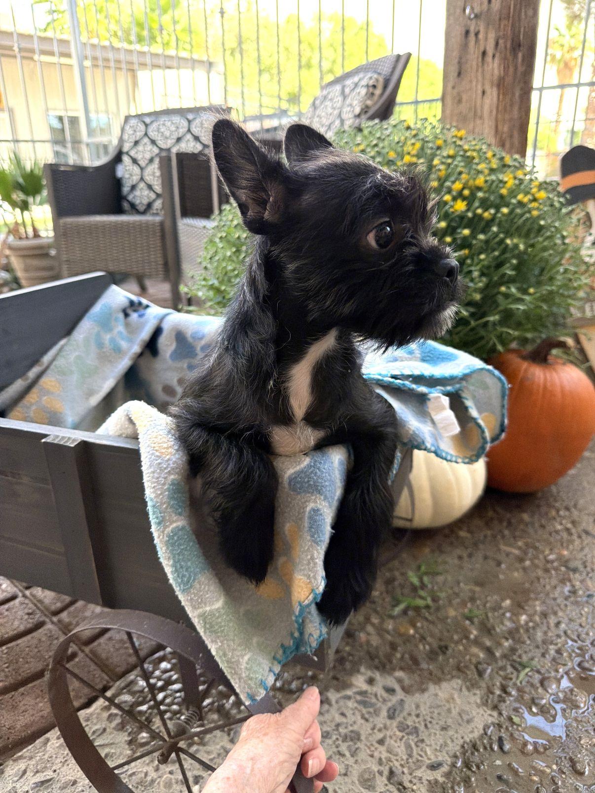 Enlarge Lucia, a Adopted Terrier in El Paso, TX image 2/6
