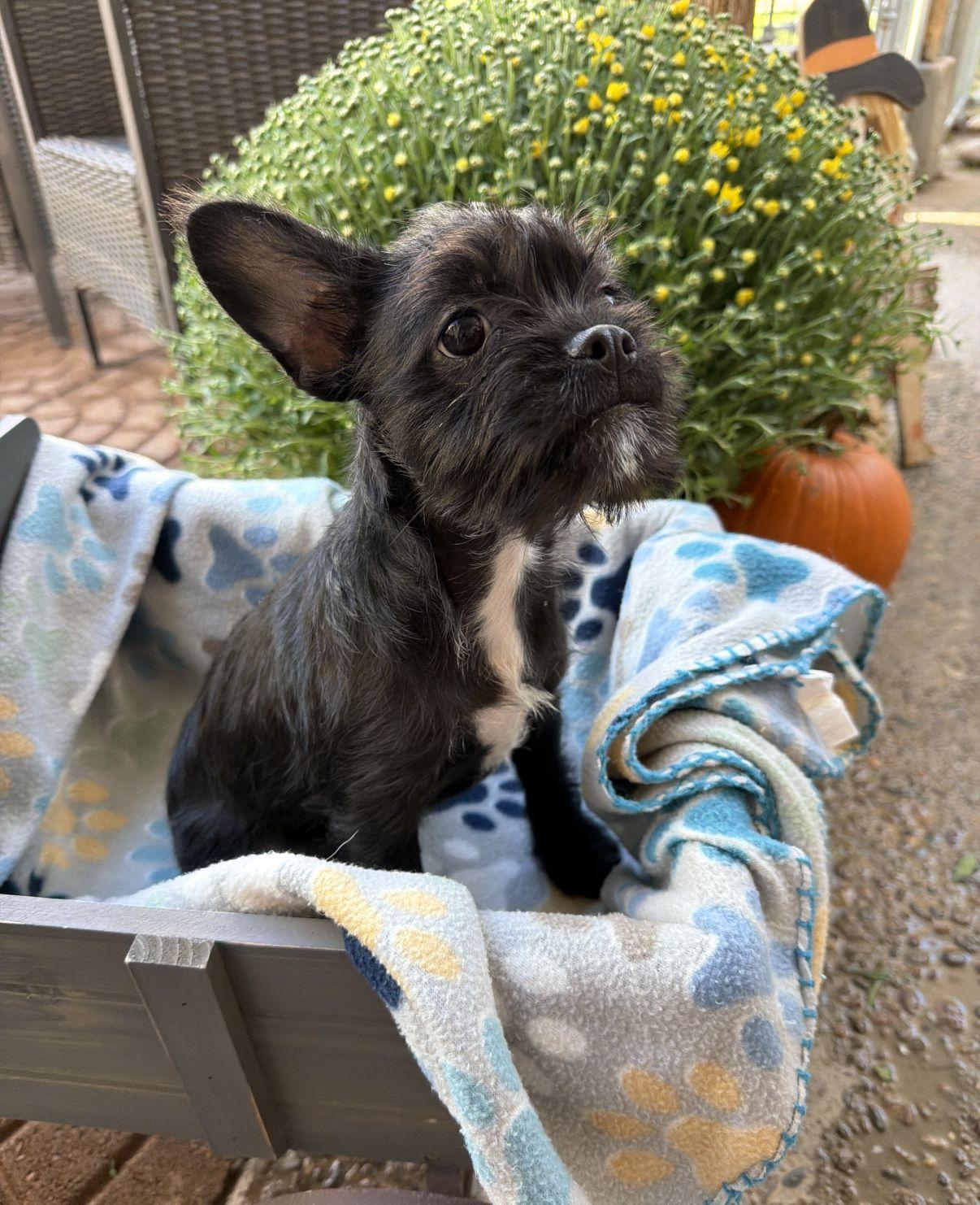 Enlarge Lucia, a Adopted Terrier in El Paso, TX image 5/6
