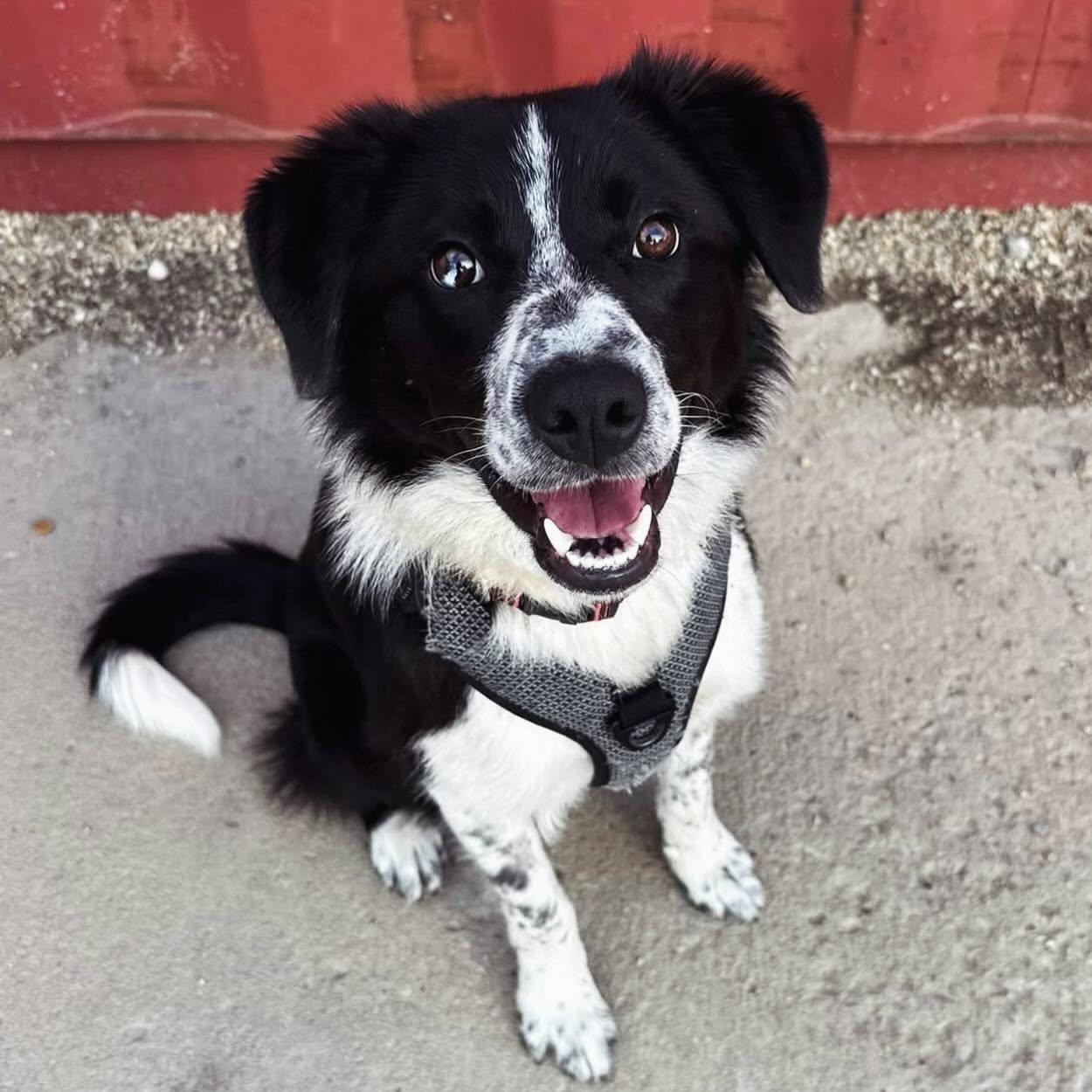 Ripley, ADOPTABLE, Adult Male Border Collie.