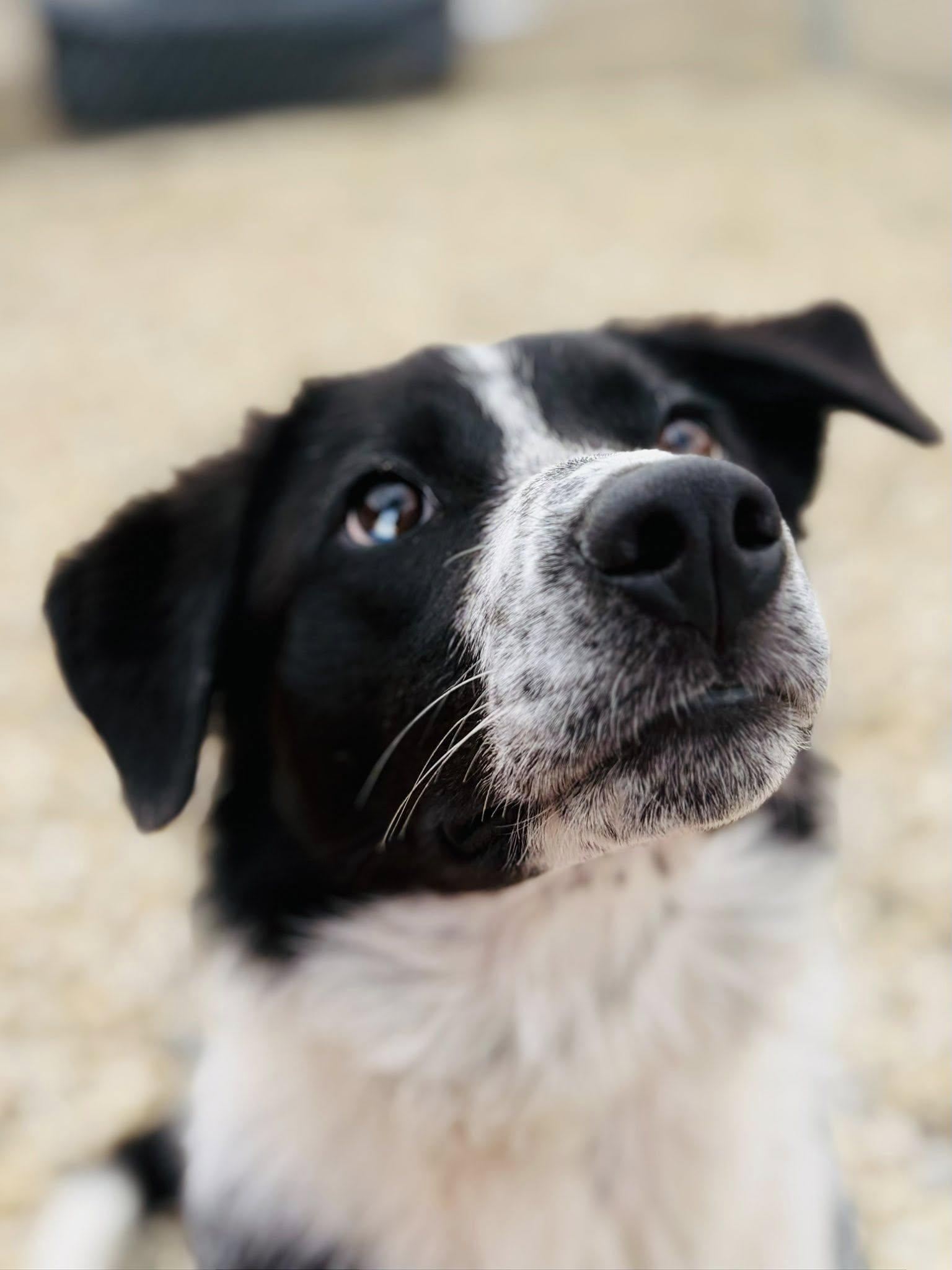 Enlarge Ripley, a ADOPTABLE mixed breed in Edmonton, AB image 2/3