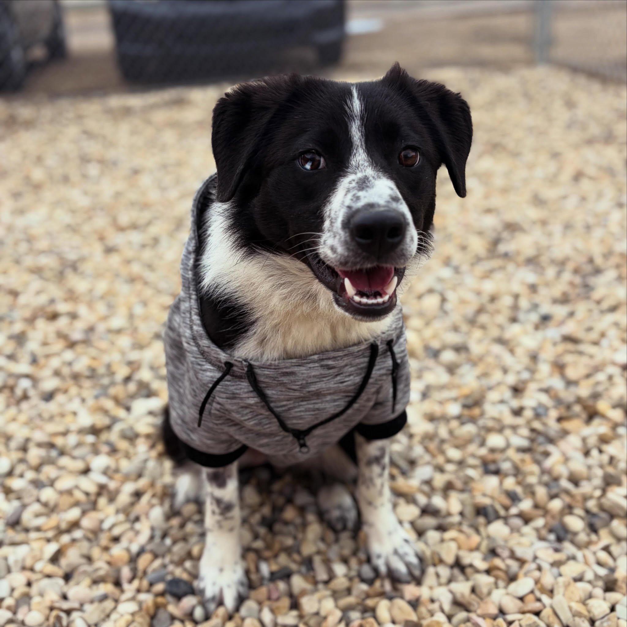 Enlarge Ripley, a ADOPTABLE mixed breed in Edmonton, AB image 3/3
