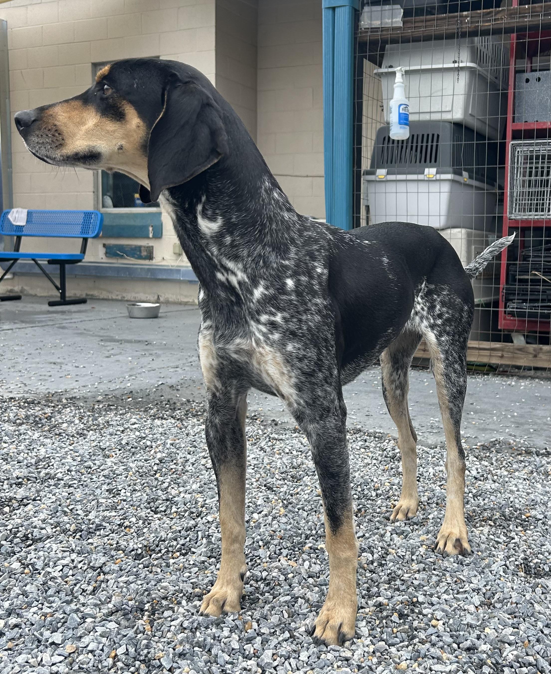 Florence, a Adoptable Bluetick Coonhound in Marion, NC image 1/4