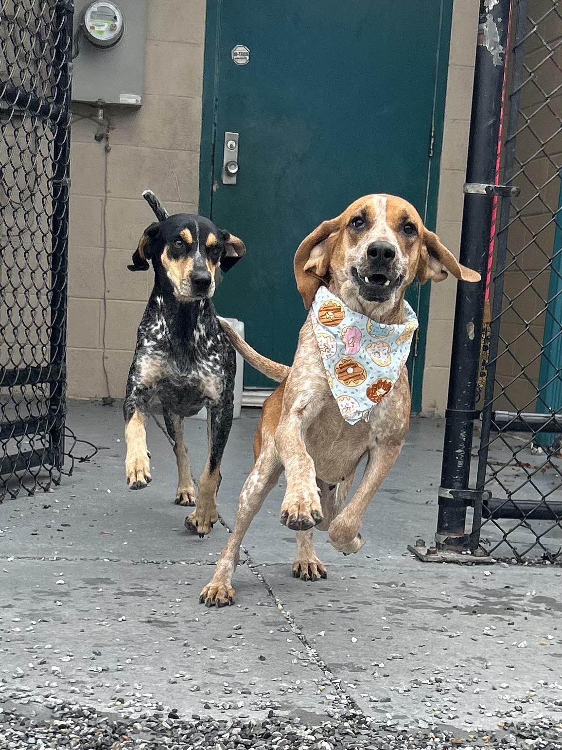 Florence, a Adoptable Bluetick Coonhound in Marion, NC image 2/4
