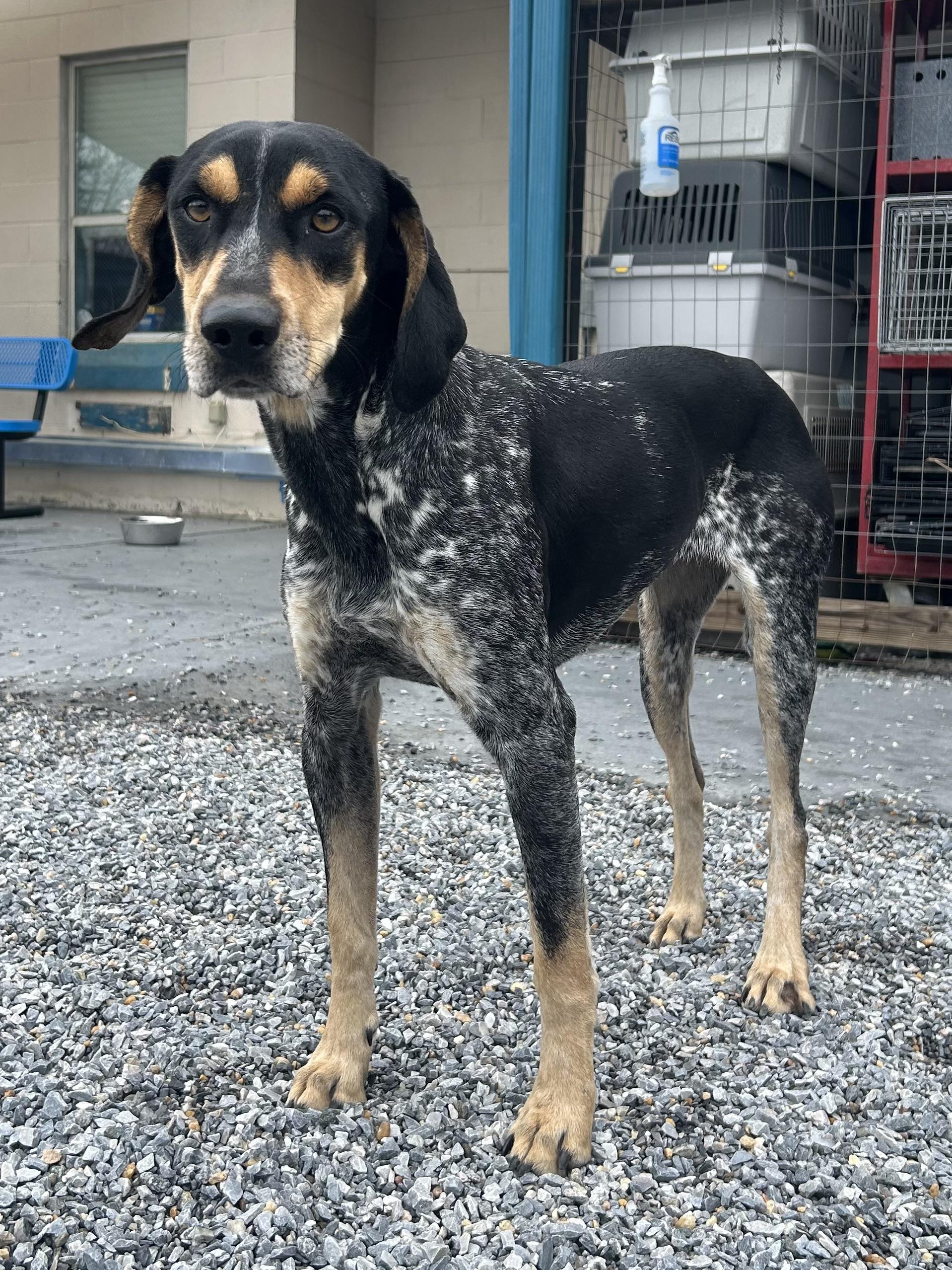 Florence, a Adoptable Bluetick Coonhound in Marion, NC image 3/4