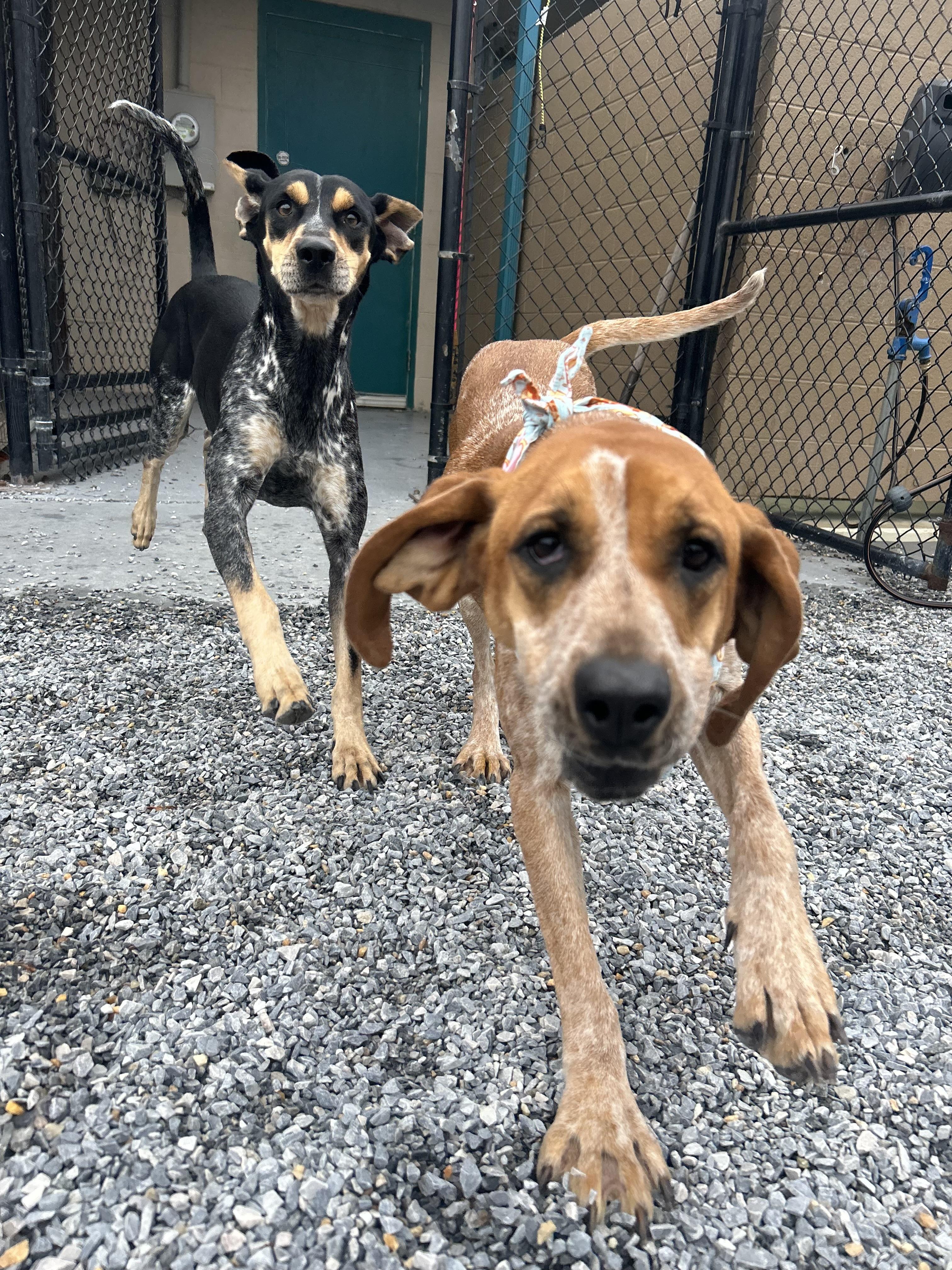 Florence, a Adoptable Bluetick Coonhound in Marion, NC image 4/4
