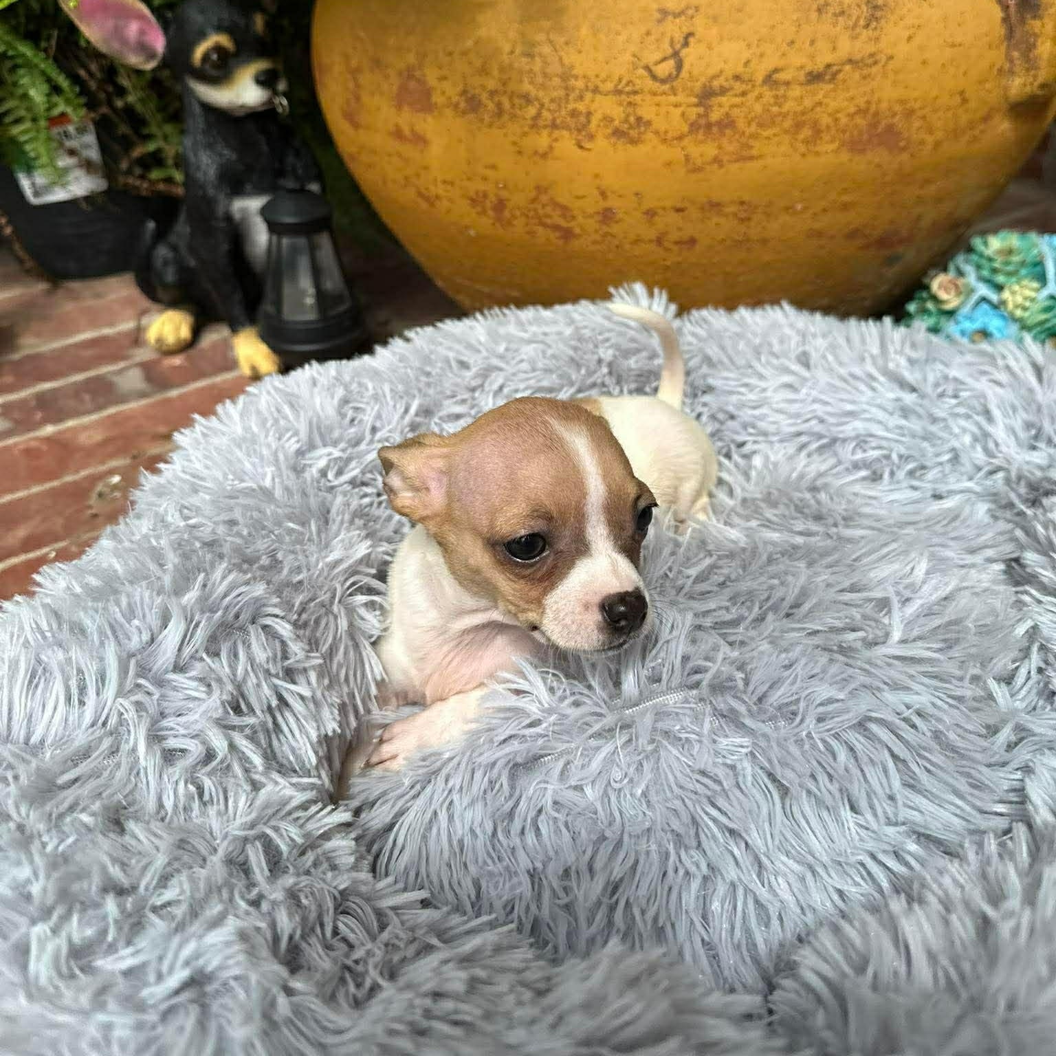 Enlarge Ginger , an adopted Chihuahua in Justin, TX image 6/6