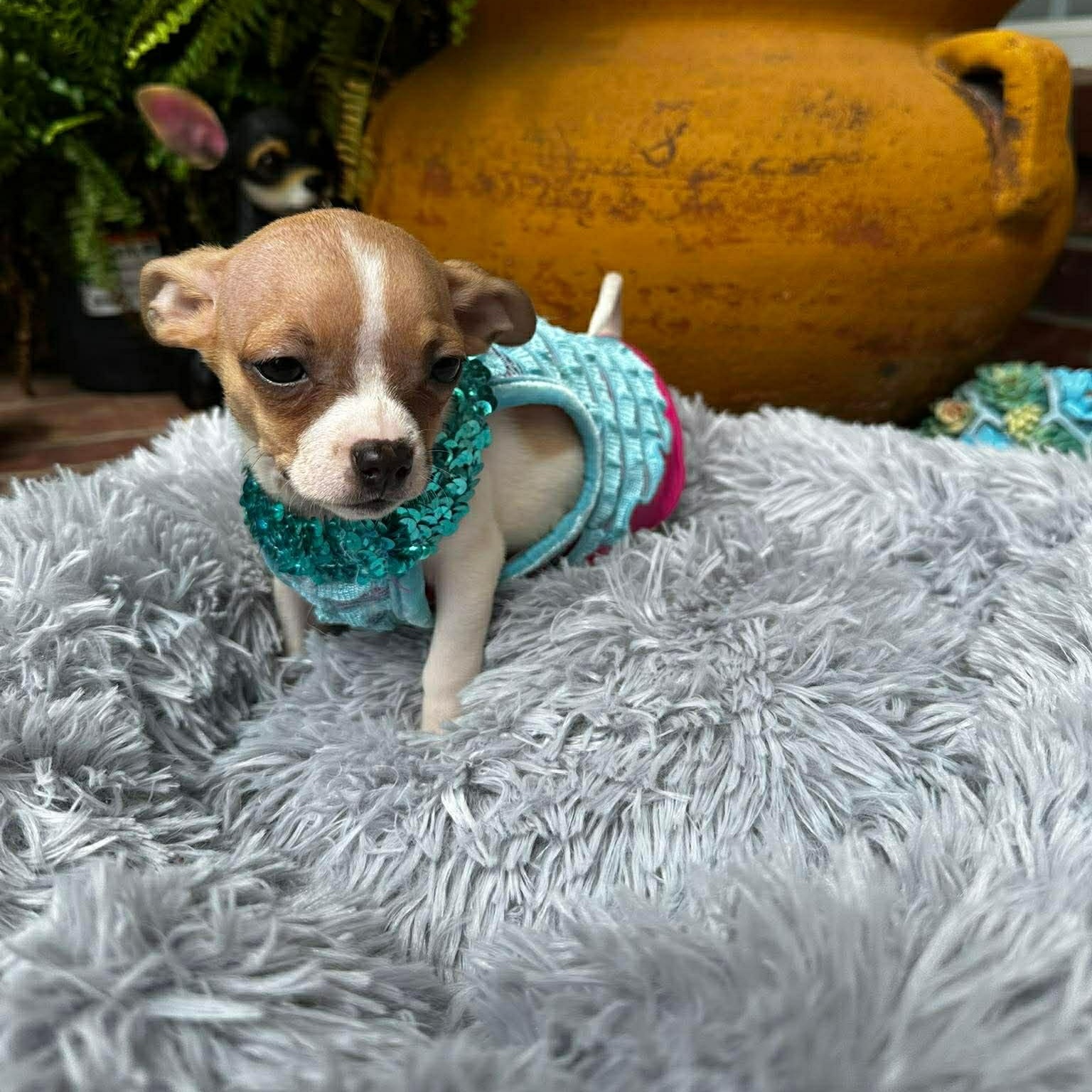 Enlarge Ginger , an adopted Chihuahua in Justin, TX image 4/6