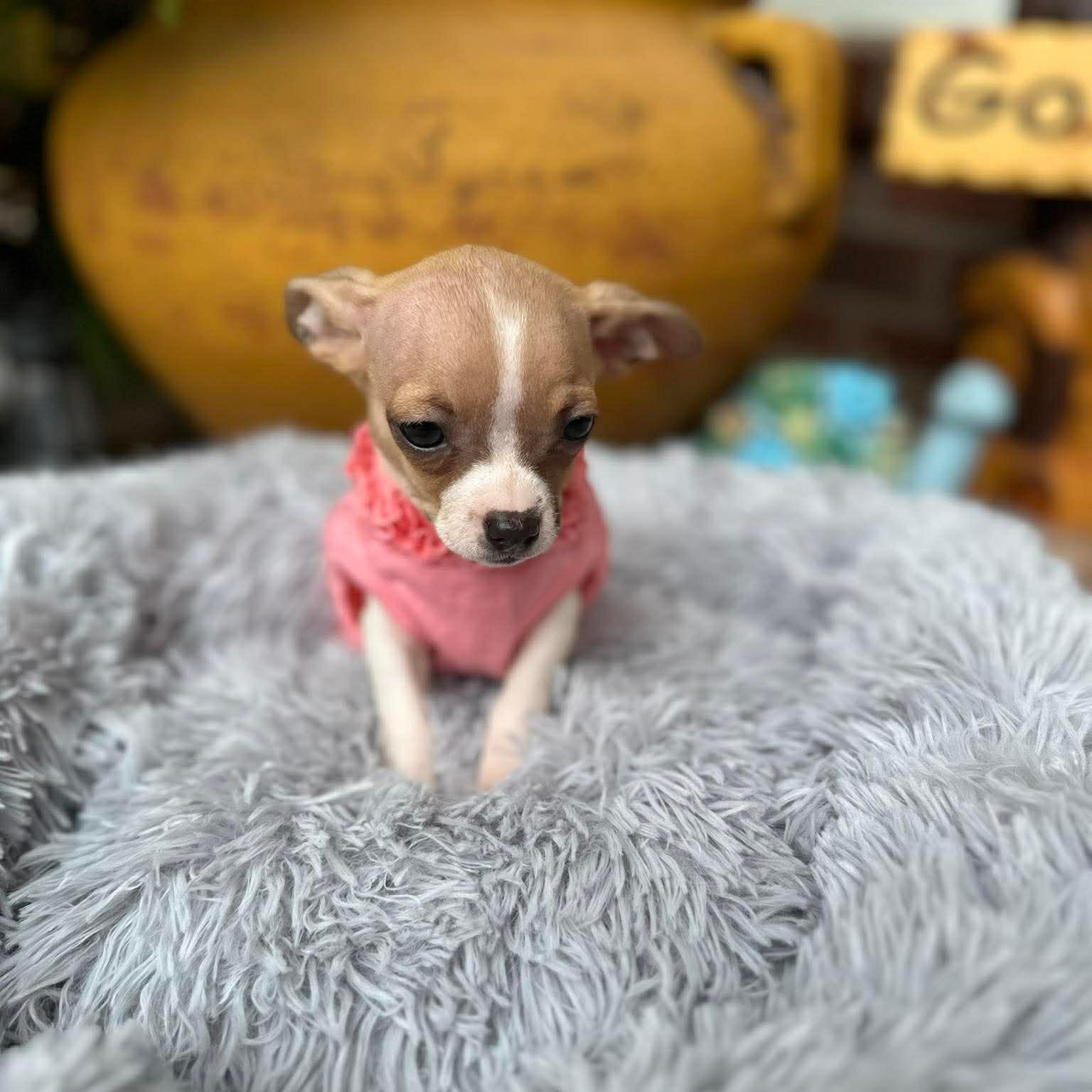 Enlarge Ginger , an adopted Chihuahua in Justin, TX image 1/6