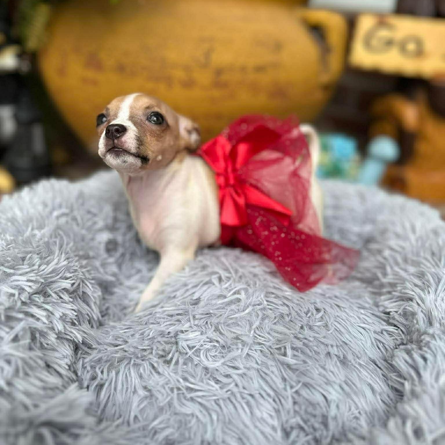 Enlarge Ginger , an adopted Chihuahua in Justin, TX image 2/6