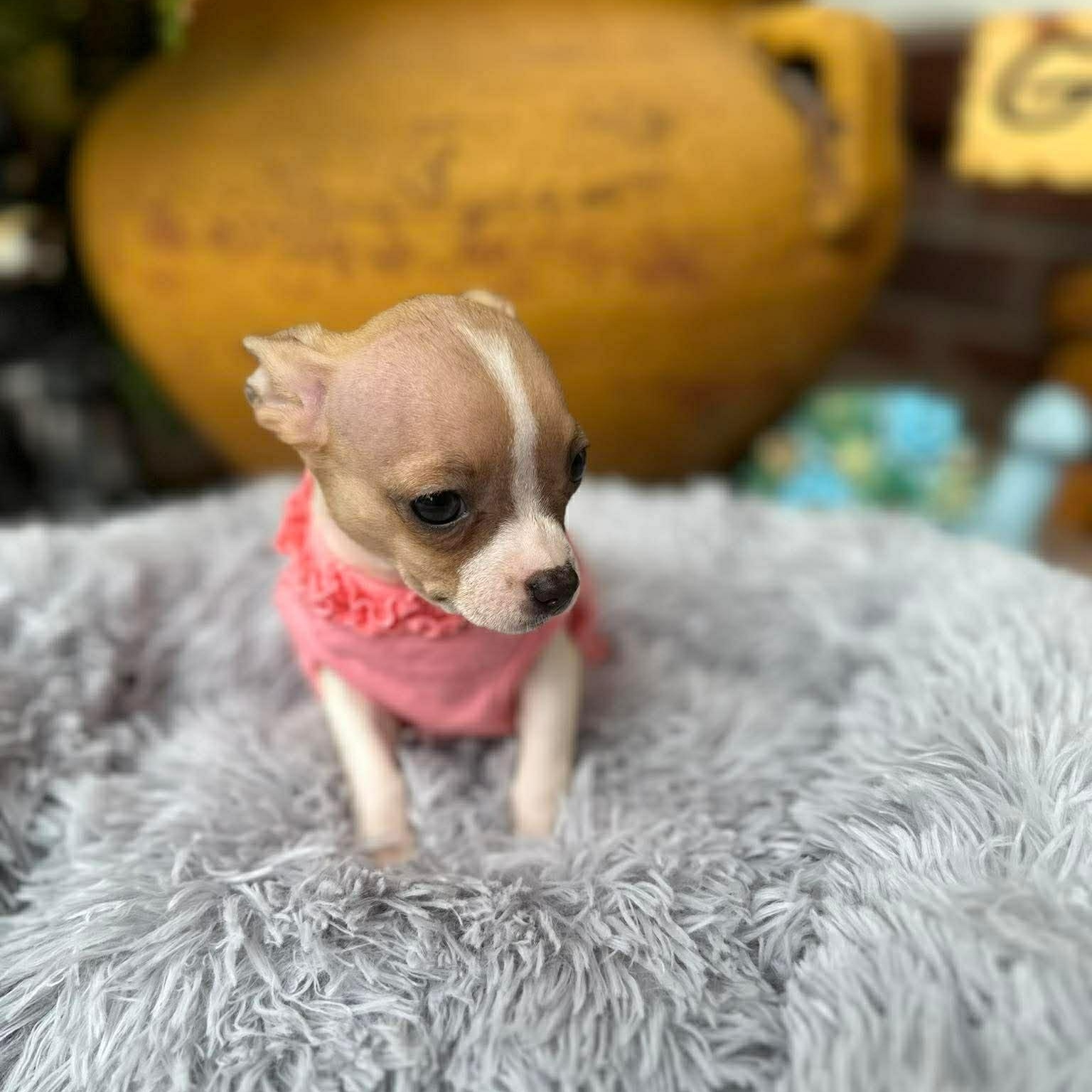 Enlarge Ginger , an adopted Chihuahua in Justin, TX image 5/6