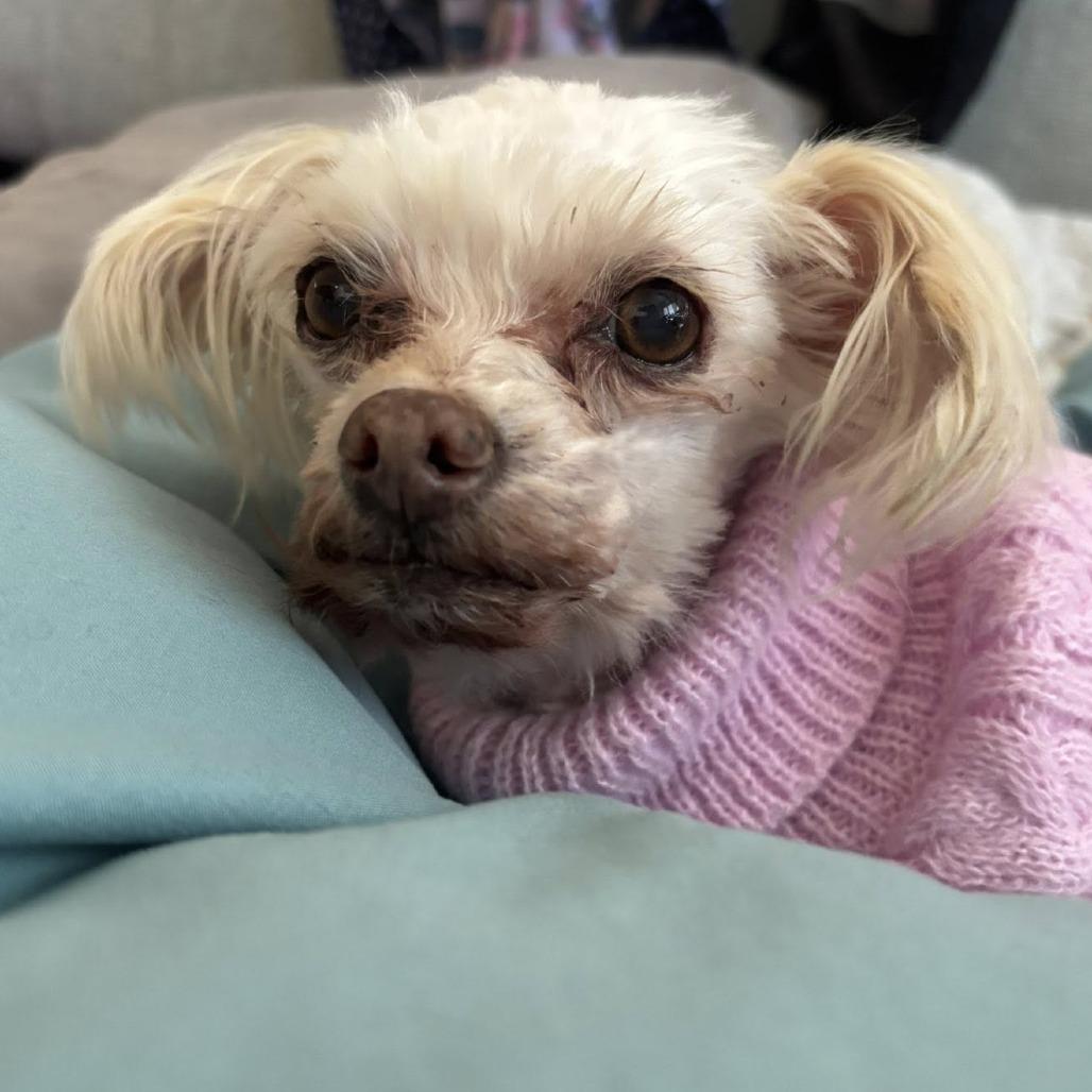 Cuspid — thumbnail 3