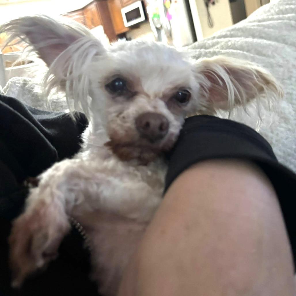 Cuspid — thumbnail 4