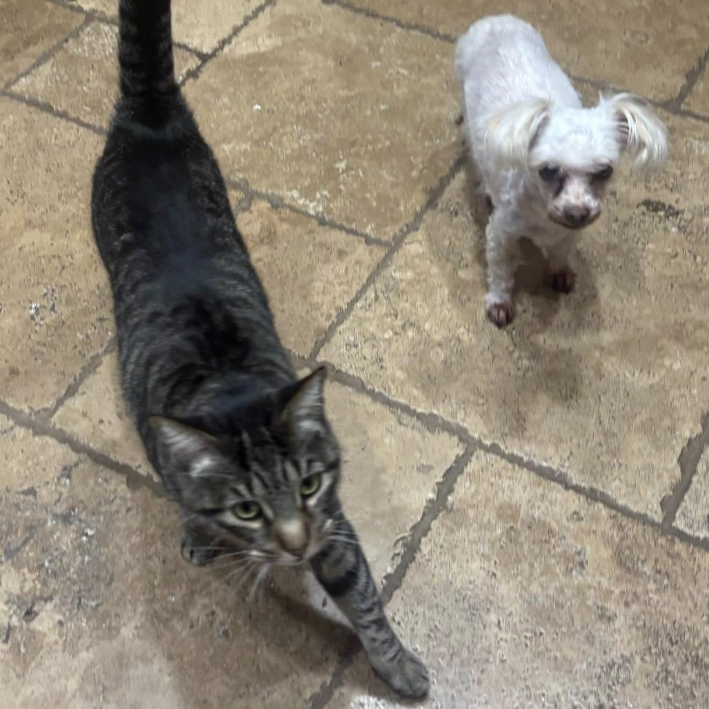 Cuspid — thumbnail 5