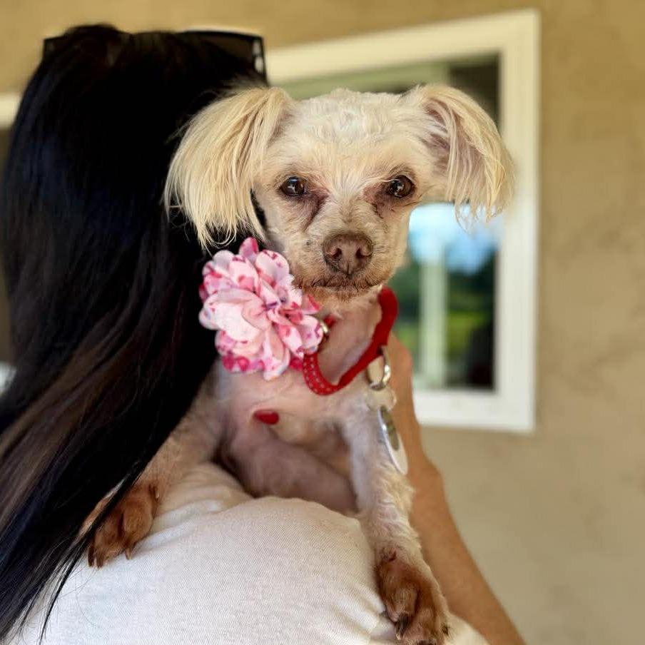 Cuspid — thumbnail 6