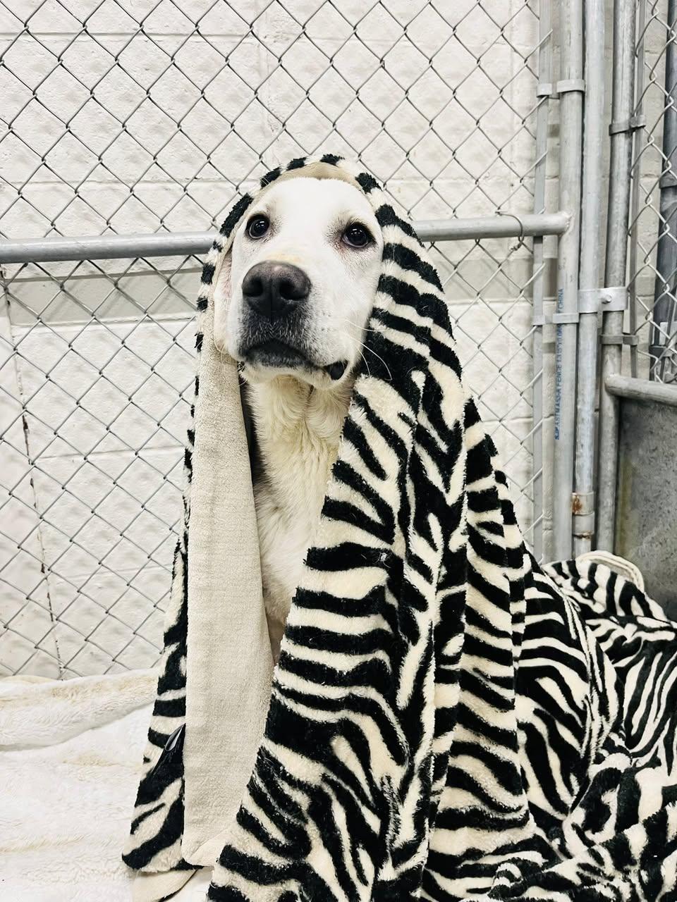 Enlarge Yukon, a Adoptable mixed breed in Edmonton, AB image 2/4