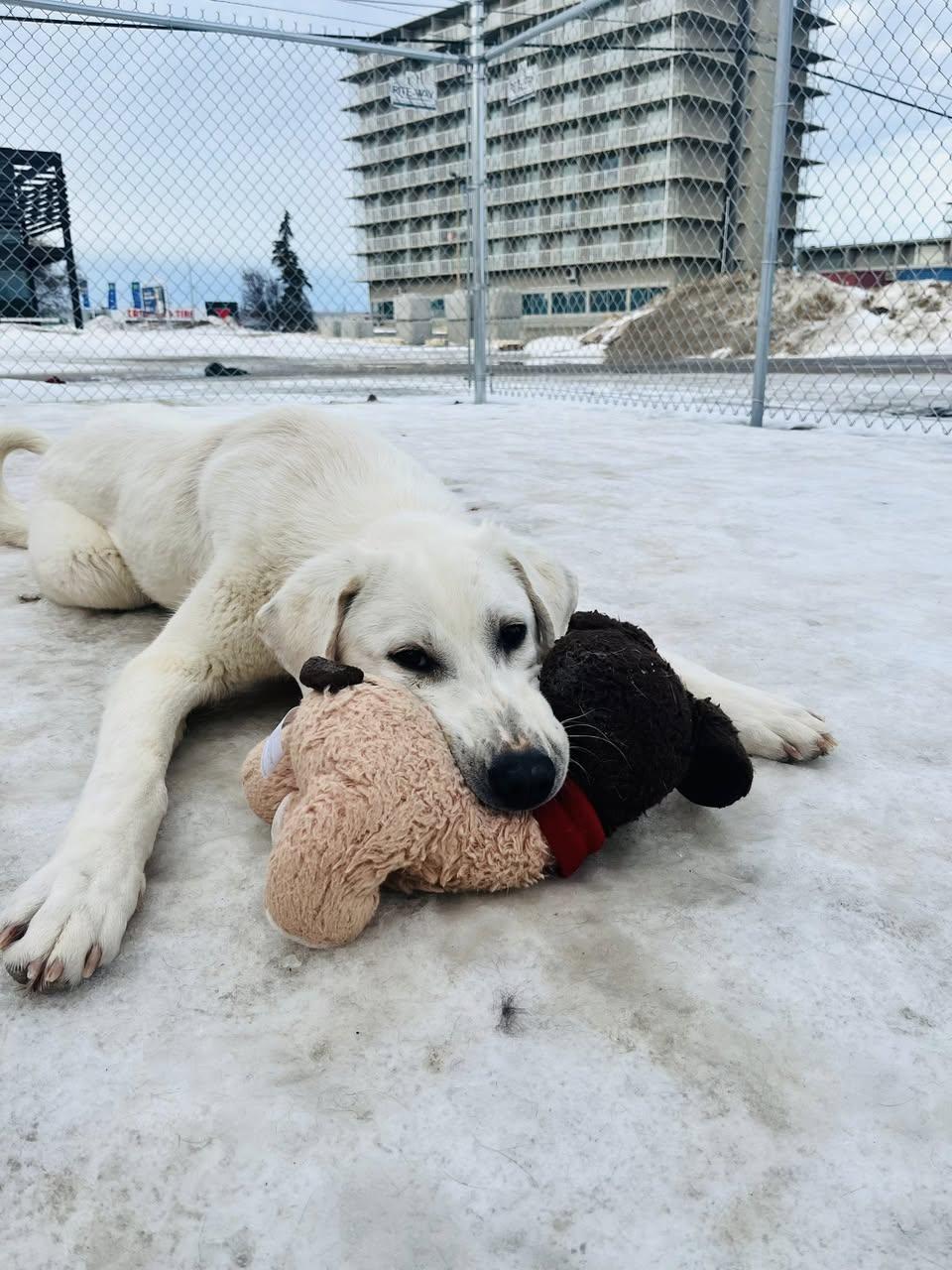 Enlarge Yukon, a Adoptable mixed breed in Edmonton, AB image 3/4