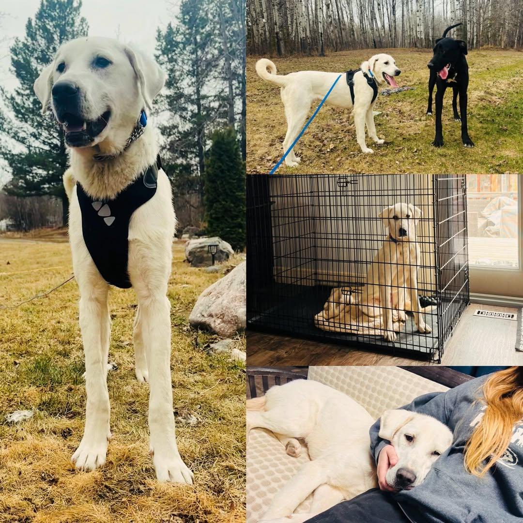 Enlarge Yukon, a Adoptable mixed breed in Edmonton, AB image 4/4