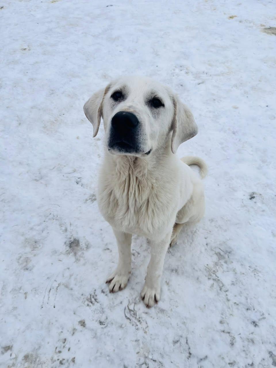 Enlarge Yukon, a Adoptable mixed breed in Edmonton, AB image 1/4