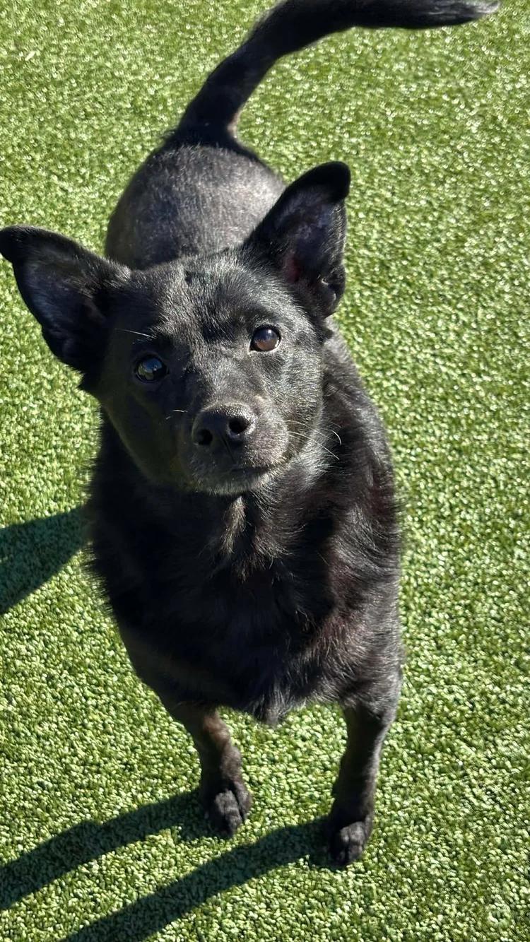 Trudy, adopted, Adult Female Cattle Dog.